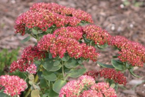 Sedum Autumn Joy 21