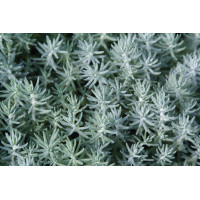 Sedum Blue Spruce 72