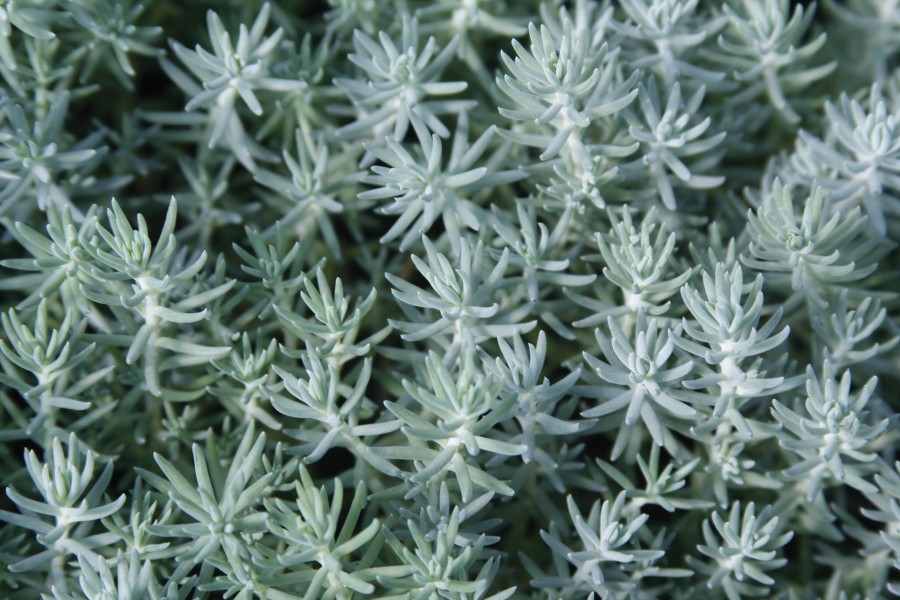 Sedum Blue Spruce 21