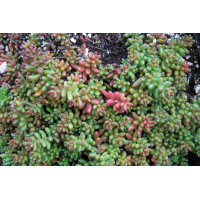 Sedum Coral Carpet 72