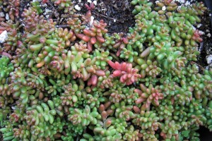 Sedum Coral Carpet 21