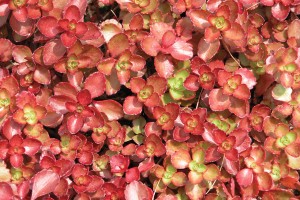 Sedum Dragons Blood 21