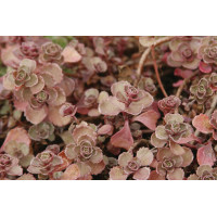 Sedum Fuldaglut 72