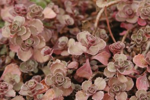 Sedum Fuldaglut 21