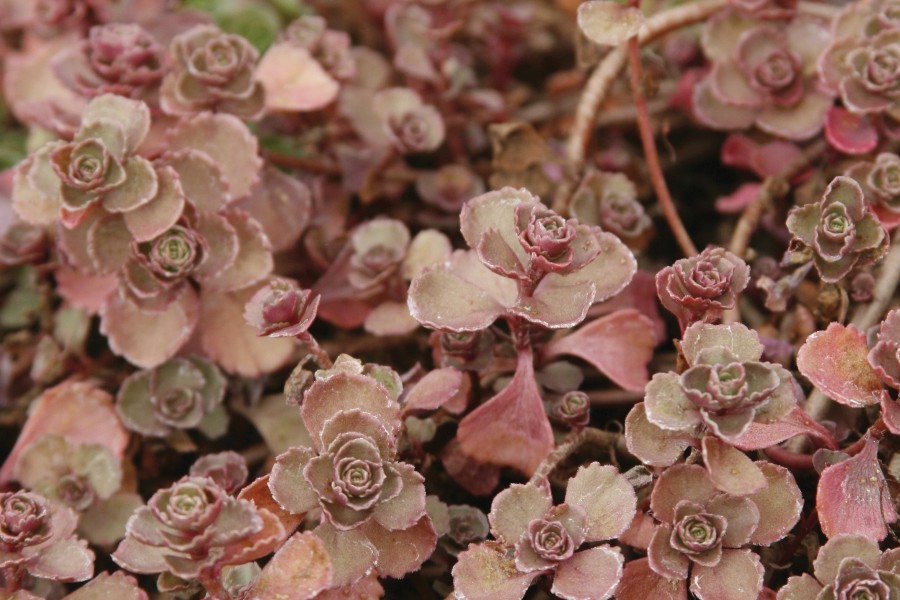 Sedum Fuldaglut 72