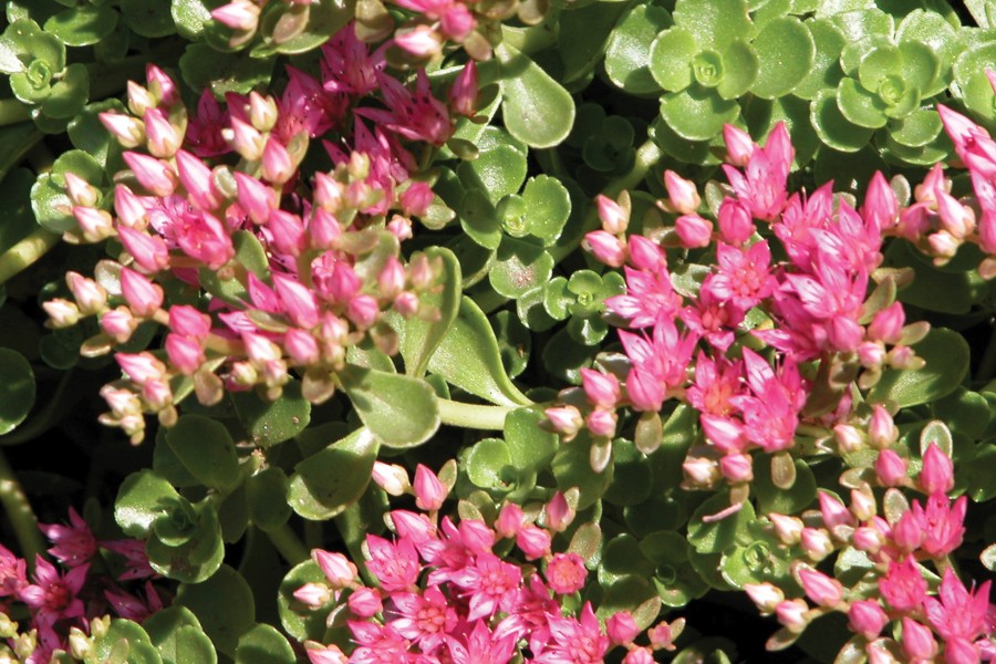 Sedum John Creech 21