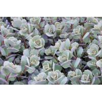 Sedum Lidakense 72