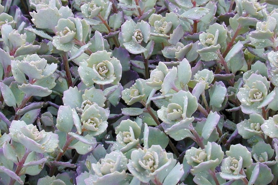 Sedum Lidakense 21