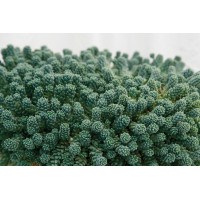 Sedum Major 21