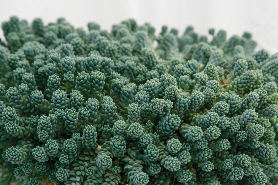 Sedum Major 21