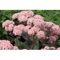 Sedum Matrona 21