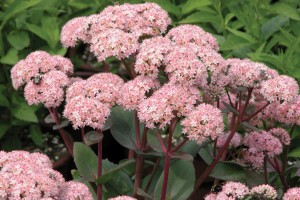 Sedum Matrona 21