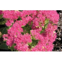 Sedum Neon 21