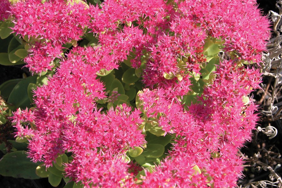 Sedum Neon 21