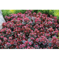 Sedoro SunSparkler Blue Elf 72