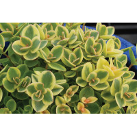 Sedum SunSparkler Lime Twister 21