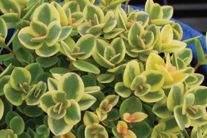 Sedum SunSparkler Lime Twister 21