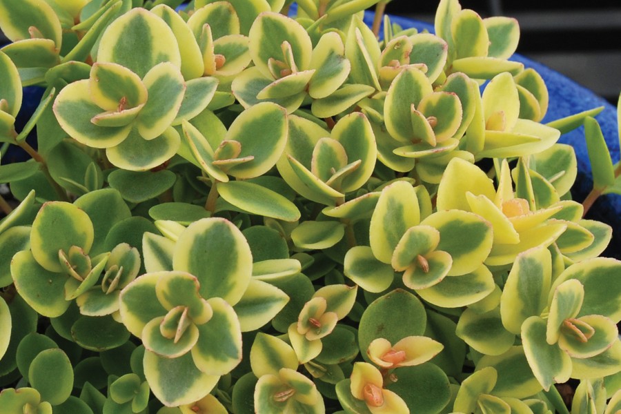Sedum SunSparkler Lime Twister 72