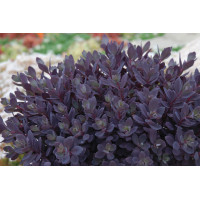 Sedum SunSparkler Plum Dazzled 21