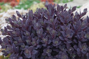 Sedum SunSparkler Plum Dazzled 21