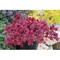 Sedum SunSparkler Wildfire 21