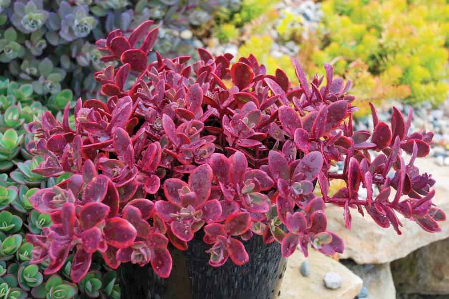 Sedum SunSparkler Wildfire 72