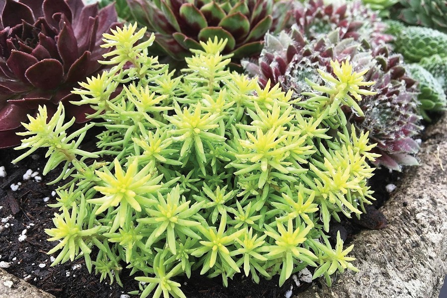 Sedum Sunsparkler Angelina’s Teacup 72