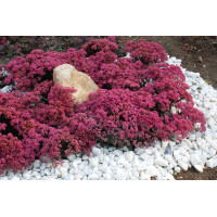 Sedum Sunsparkler Dazzleberry 21