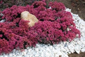 Sedum Sunsparkler Dazzleberry 72