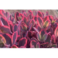 Sedum Sunsparkler Dazzling Dynamite 21 Sedum Sunsparkler Dazzling Dynamite 21
