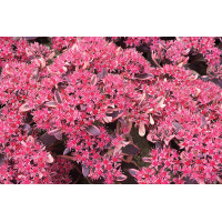 Sedum Sunsparkler Dream Dazzler 21