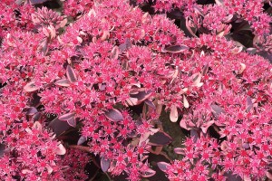 Sedum Sunsparkler Dream Dazzler 21