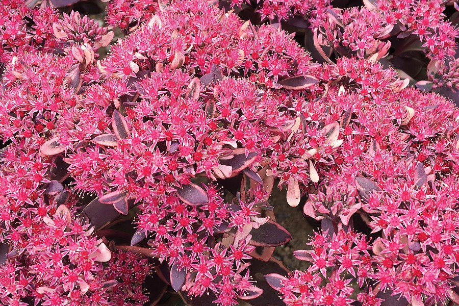 Sedum Sunsparkler Dream Dazzler 72