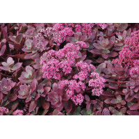 Sedum Sunsparkler Firecracker 21