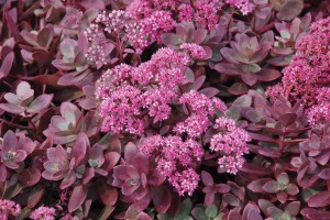 Sedum Sunsparkler Firecracker 21