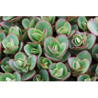 Sedum Sunsparkler Lime Zinger 21