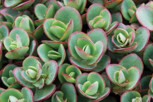 Sedum Sunsparkler Lime Zinger 21