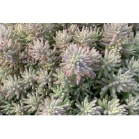 Sedum Tight & Tidy Blue Angelina 72 Sedum Tight & Tidy Blue Angelina 72