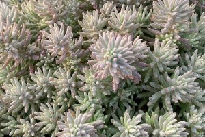 Sedum Tight & Tidy Blue Angelina 21
