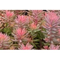 Sedum Tight & Tidy Pink Angelina 72 Sedum Tight & Tidy Pink Angelina 72