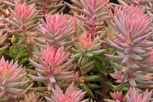 Sedum Tight & Tidy Pink Angelina 21 Sedum Tight & Tidy Pink Angelina 21