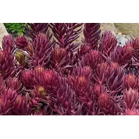 Sedum Tight & Tidy Red Angelina 21 Sedum Tight & Tidy Red Angelina 21