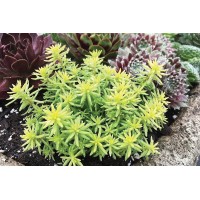 Sedum Tight & Tidy Yellow Angelina 21