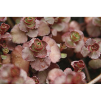 Sedum Voodoo 21