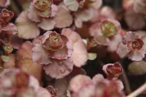 Sedum Voodoo 21