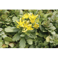 Sedum Weihenstephaner Gold 72