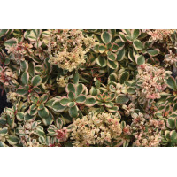 Sedum What A Doozie 72
