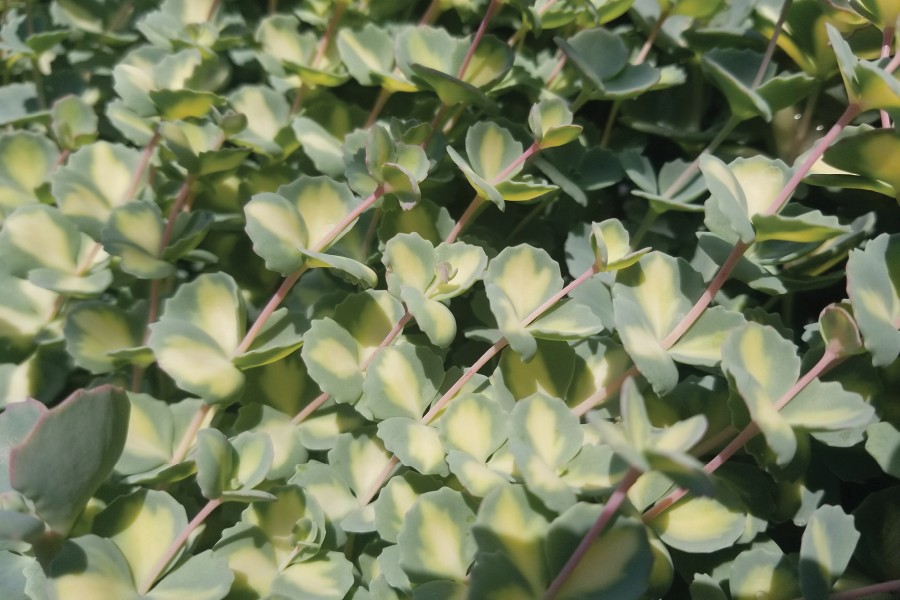 Sedum sieboldii variegata 21