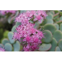 Sedum sieboldii 72