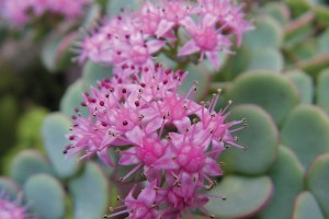 Sedum sieboldii 21